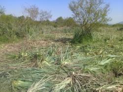 Terreno para Venda em Santa Maria - 2